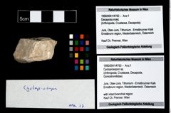 Foto (Objekt + Etikett) von Cycloprosopon sp.  (NHMW-GEO-1990-0041-4760)